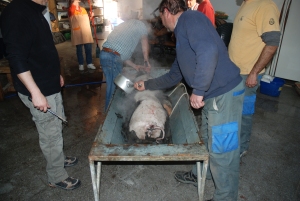 A pig is killed and skinned at a traditional Matanza in Southern Spain
